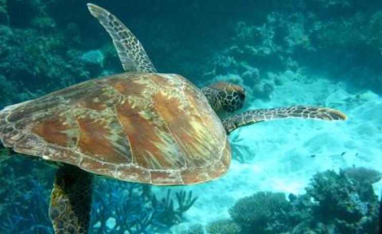 A fragile paradise: the Great Barrier Reef, Queensland, Australia. Photo: Sam Harris /  University of Denver via Fotopedia.