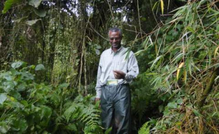 Eugene Rutagarama tracking gorillas early morning to locate them before tourists visit them in the Volcanoes National Park in Rwanda. This is what is done everyday to check on the health of each individual gorilla, but also to ensure that tourists visitin