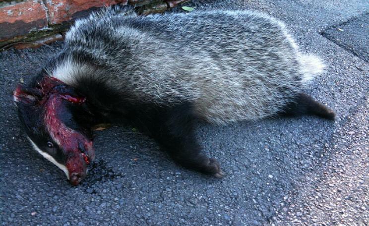 Unscrupulous cull contractors were adding badger roadkill to their bags. But it gets a lot worse than that.  Photo: Victoria Chan via Flickr.com.
