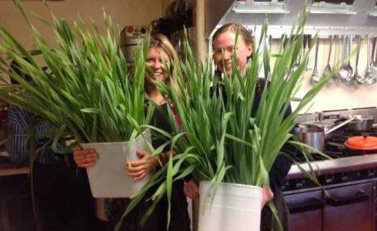 Bringing 'Perpetual leeks' from the Schumacher College forest garden in to the kitchen for the day's soup.