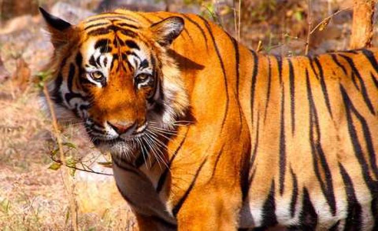 Tiger in Ranthambore National Park, India. Photo: Björn Ognibeni via Flickr.com.
