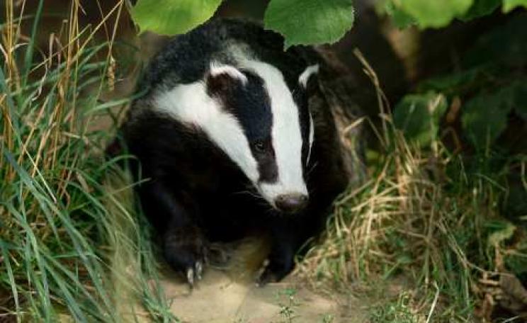 English Badger, British Wildlife Centre, Newchapel, Surrey. Photo: Peter Trimming via Flickr.com.