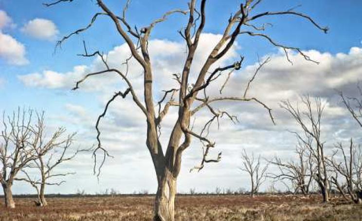 The drought-stricken Chowilla floodplain in South Australia, Changing wind patterns are bringing cold and snow to Antarctica, while Australia gets hotter and drier. Photo: Gary Sauer-Thompson via Flickr.