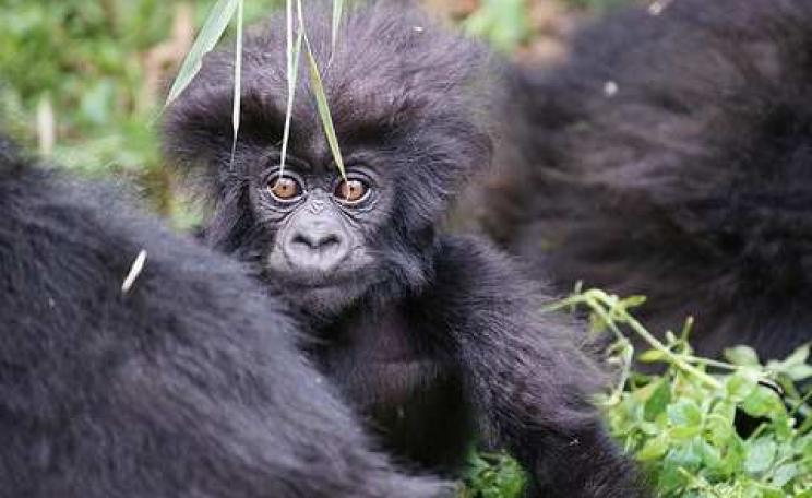 Baby Mountain Gorilla, Virunga National Park. Photo: Bradford Duplisea - www.duplisea.ca.