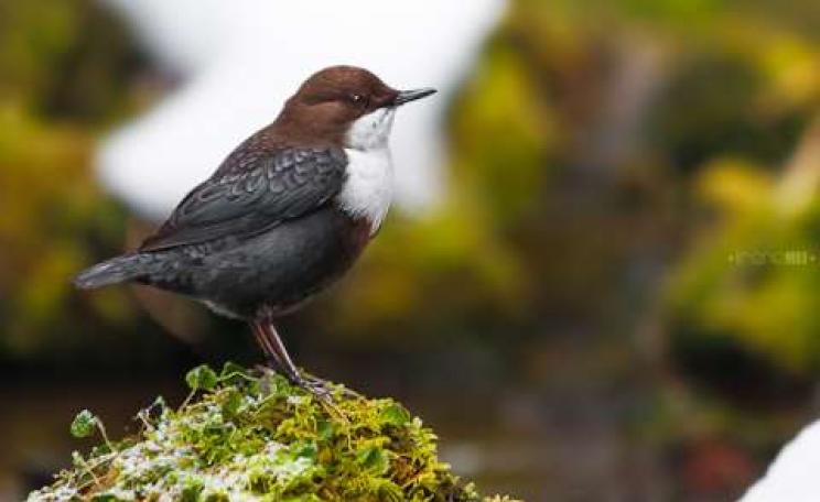 European Dipper (Cinclus cinclus) near a waterfall in the Carpathian mountains. Photo: Irene Mei via Flickr.