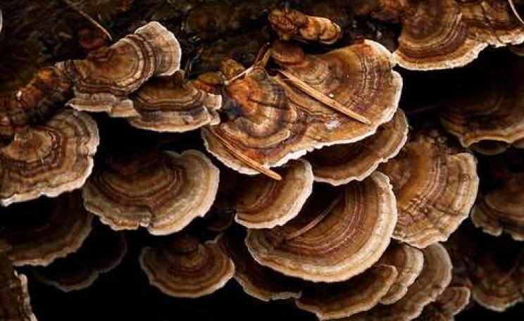 White Rot Mushroom, Trametes versicolor. Photo: Luke Detwiler via Flickr.
