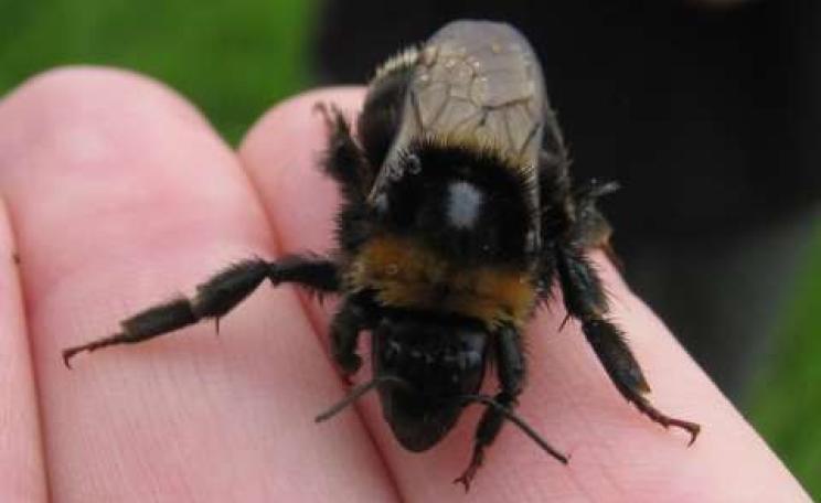 A bee in the hand ... this Swedish queen is unusually well-travelled. Photo: Nikki Gammans.