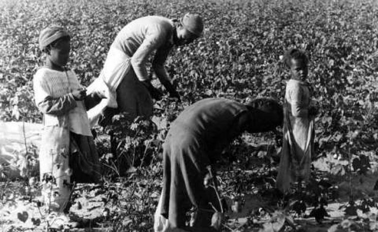 Blacks and Hispanics in the US are more likely to get reproductive cancers - could this be the result of Atrazine poisoning? Photo: A Black family picking cotton, 1937. By Louise Boyle via Kheel Center / Flickr.