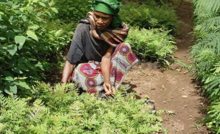 A farmer in Lushoto, Tanzania prepares seedlings for transplanting. Photo: P. Kimeli /  CIFOR.