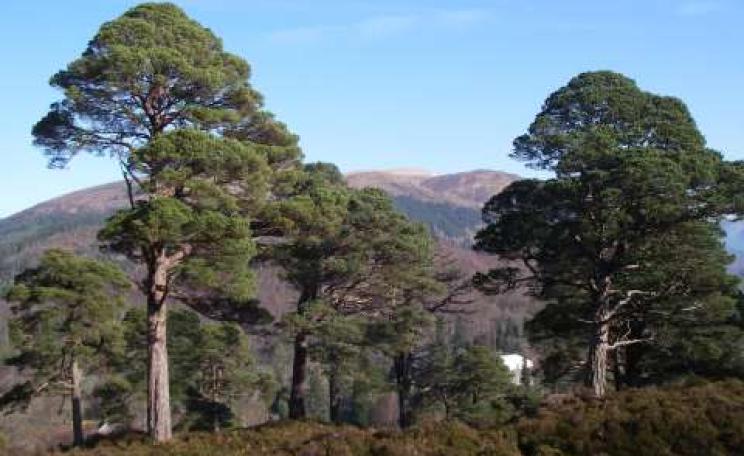 Looking north over Achnacarry and Torr a Mhuilt. Photo: Arkaig Community Forest.