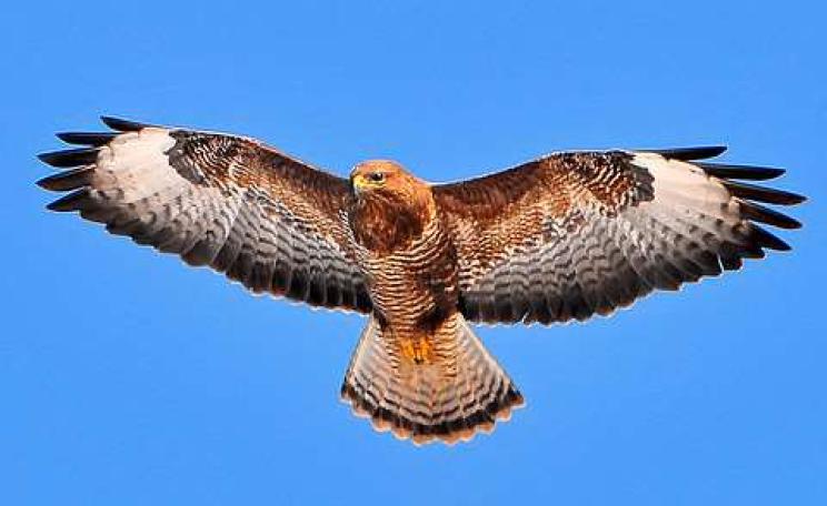 A buzzard in flight, photographed by Tambako The Jaguar. Via Flickr.com.
