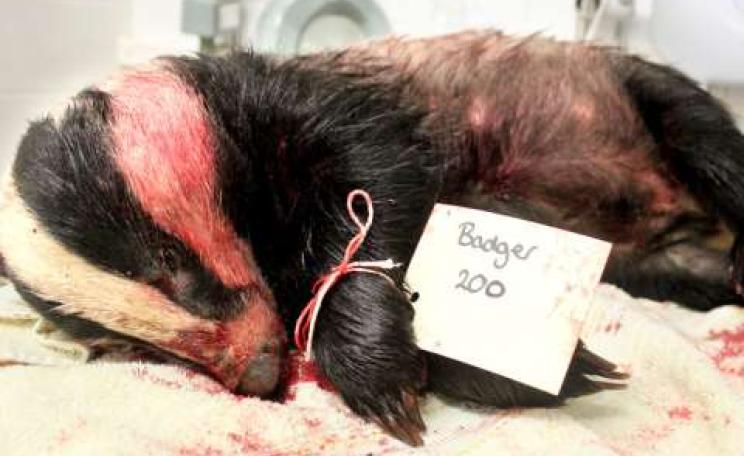 The bloodied corpse of badger 200, whisked away before it could be retrieved by cullers and subjected to a post-mortem that showed it had been shot in the wrong place and suffered a slow and painful death.