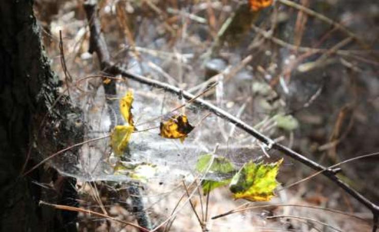 A forest web, caught in a passing sunbeam. Photo: Julia Hodgson.