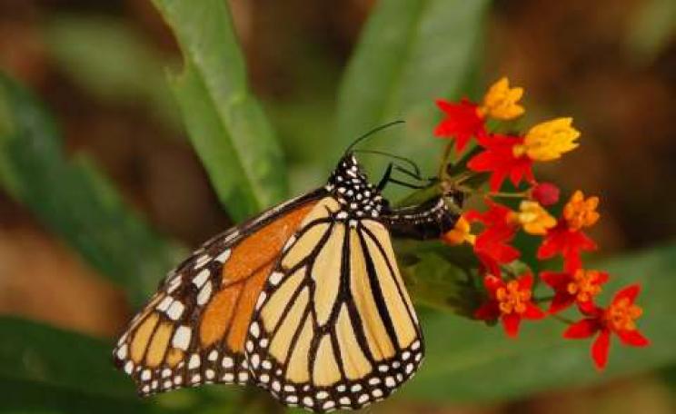 a female Monarch Butterflyen (Danaus plexippus) laying an egg on a Mexican Milkweed (Asclepias curassavica ) at the Tyler Arboretum. Photo: &copy; Derek Ramsey via Wikimedia.