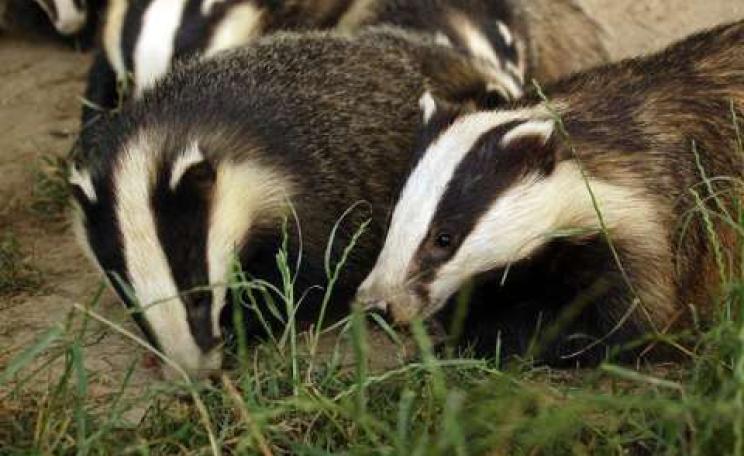 The social structure of badger families is perturbed by the loss of a single member, and this can cause the spread of any TB they may be harbouring. Photo: Tim Brookes via Flickr.