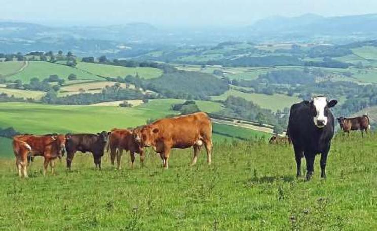 These cows on the Kerry Ridgeway in Wales are subject to annual TB testing - key to halving TB incidence over 5 years. Photo: John Clift via Flickr.
