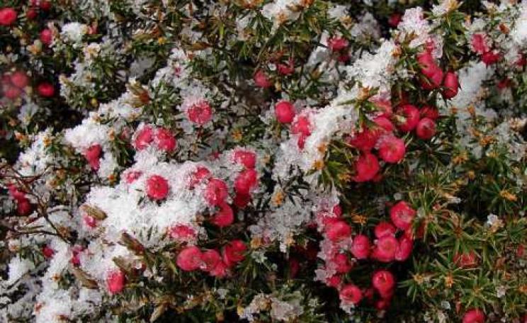 Snow on Mountain Pinkberry (Leptecophylla) in the Tasmanian Wilderness. Photo: Tatters ❀ via Flickr.