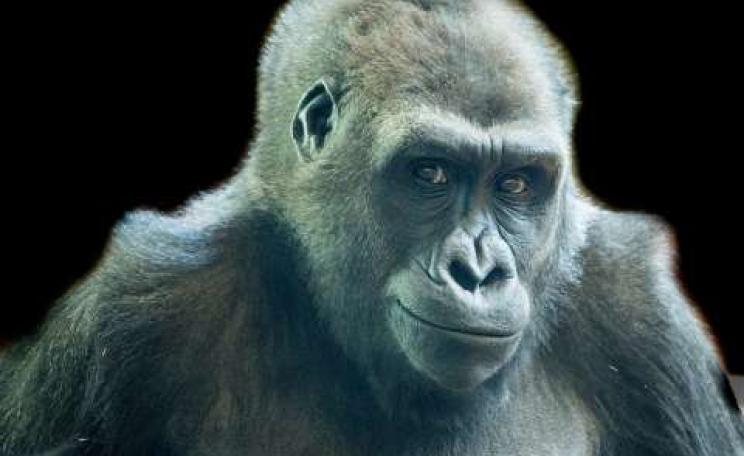 Gorilla, Philadelphia Zoo. Photo: Richard Ricciardi via Flickr.