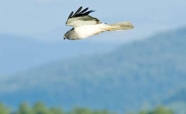 Hen Harrier (Circus cyaneus) in Russia's Altai Mountains. Photo: Sergey Yeliseev via Flickr.