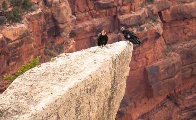 Condors at the Grand Canyon. Photo: Derek Bruff via Flickr.