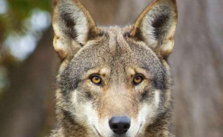 Red wolves are clinging on to existence in a few thousand kilometres of the southeastern US. Photo: B. Bartel / USFWS, CC BY-SA
