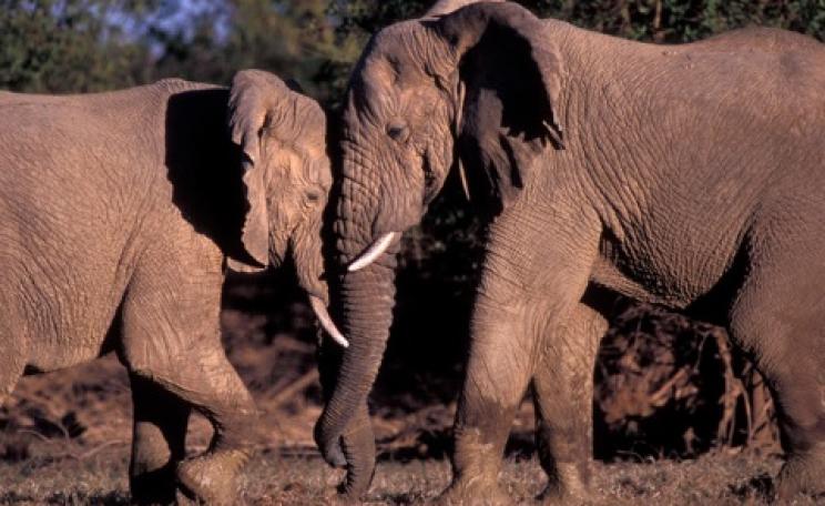 Mali elephants by Carlton Ward Jr.  / carltonward.com.