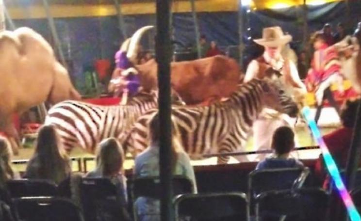 Wild animals photographed at Jolly's Exotics circus. Photo: Animal Defenders International.