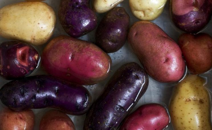 Colorful Heirloom Potatoes - 'Carola', 'All Red', 'All Blue', and 'Purple Viking' - collection  from Seed Savers. Photo: Susy Morris via Flickr.