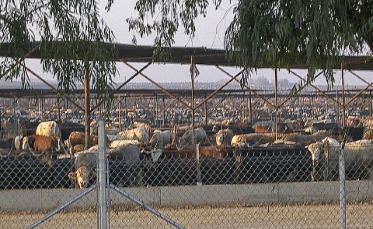 Cattle packed in as far as the eye can see at the Harris Ranch feedlot in California. Photo: Farm Sanctuary via Flickr.