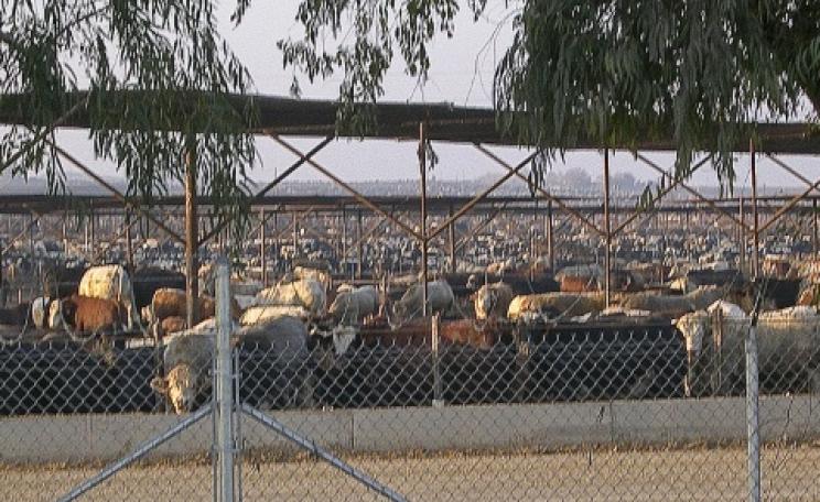Cattle packed in as far as the eye can see at the Harris Ranch feedlot in California. Photo: Farm Sanctuary via Flickr.