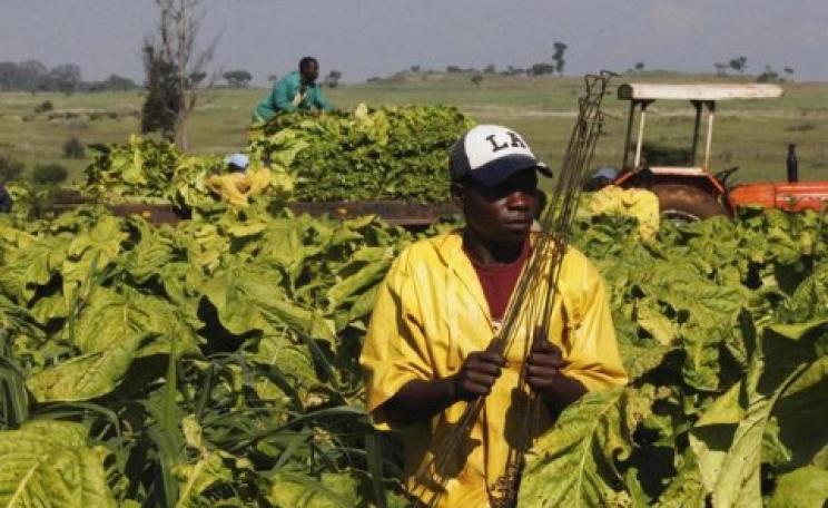 A tobacco farmer in Marondera District, Zimbabwe. Photo: Zimbabwe Ministry of Agriculture.