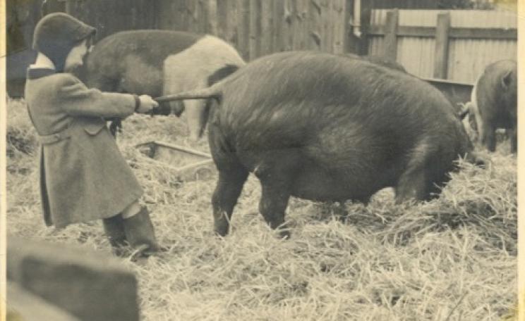 As a boy, the author pulls a big's tail on the family farm - around the time that Parliament, in 1953, allowed farmers to add antibiotics to animal feed.