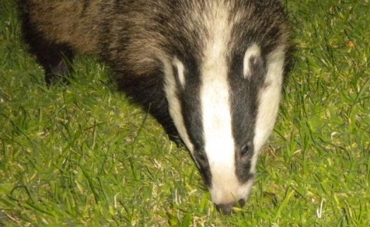 A mother badger with three cubs to feed looks for food in garden in rural Dorset. Photo: Lesley Docksey.