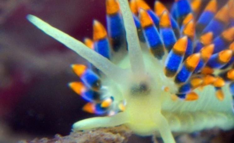 The beautiful nudibrach Trinchesia caerulea, photographed in Scottish waters by Jim Anderson / savescottishseas.org/ .