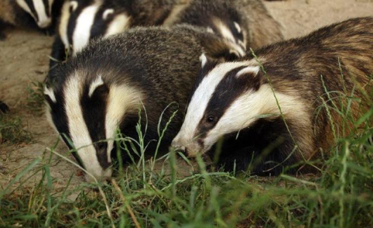 Photo: Badgers in the wild by Tim Brookes via Flickr.