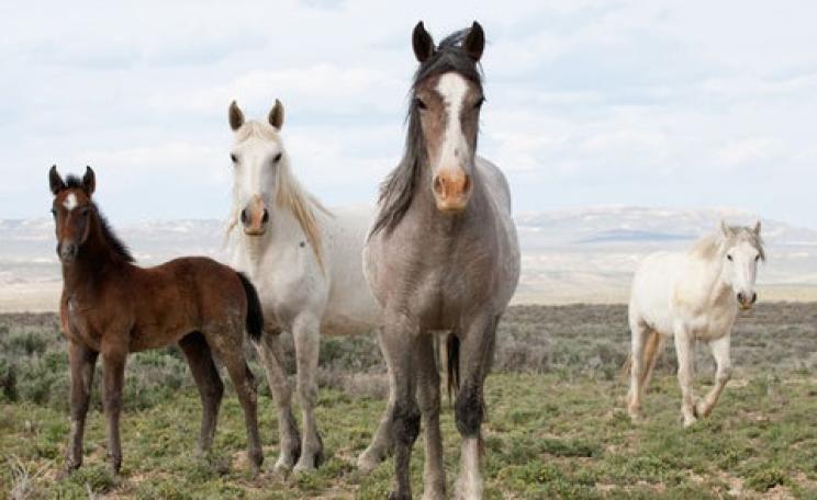 Wild mustangs are a powerful symbol of American freedom - but they cannot be left to reproduce indefinitely. Photo: Carol Walker, Author provided.