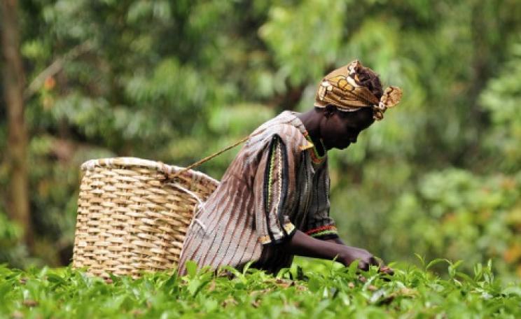 What will GM crops ever do for her? Neil Palmer / CIAT, CC BY-SA