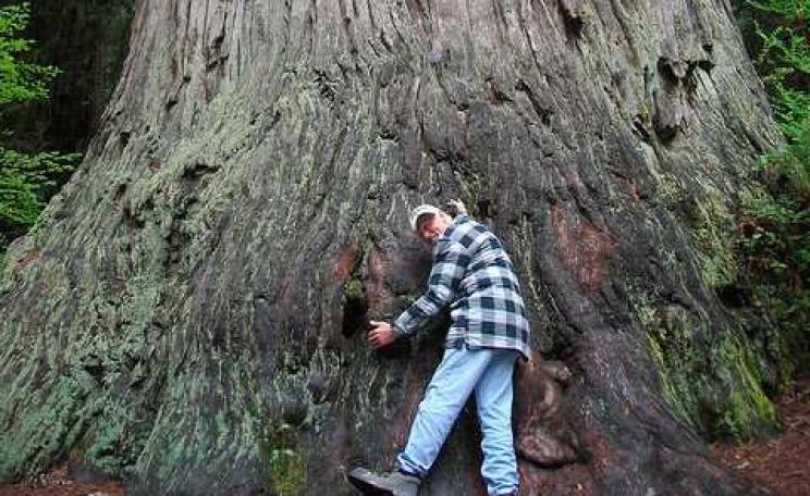 Yes I'm a full blown tree hugger now! Photo: John Mosbaugh via Flickr.