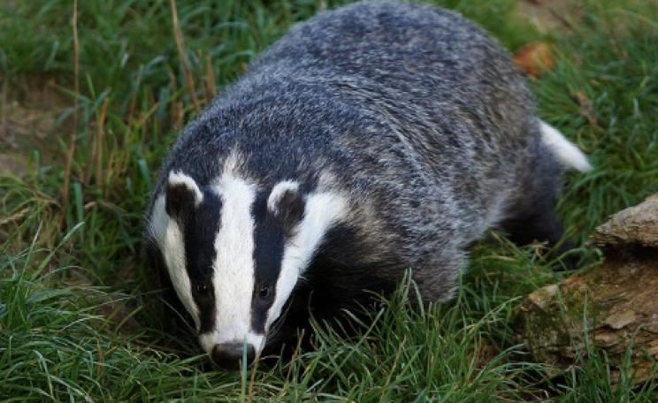 At least this badger at the British Wildlife Centre is safe from culling. Photo: Helen Haden via Flickr.