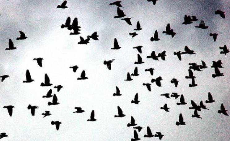 Birds and airplanes are a poor mix - but do we need to slaughter quite so many? Photo: Eugene Zemlyanskiy via Flickr.