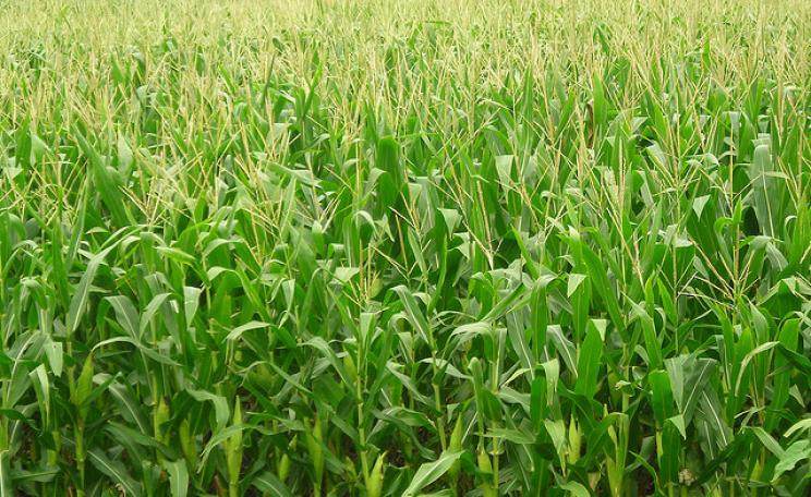 A vast monoculture of corn in Iowa, USA - profitable, but not healthy. Photo: Rich Griffith via Flickr.