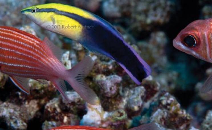 The Hawaiian cleaner wrasse works full time, keeping reefs from parasite loading. They die in 30 days of captivity but ship out daily - as many as the aquarium collectors can catch. Photo: Rober Wintner.