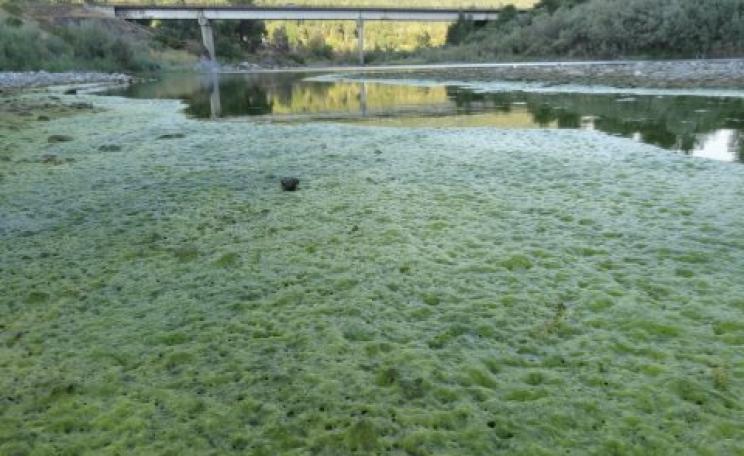 Algae on the Trinity River, July 2014. Photo: Klamath Justice Coalition.