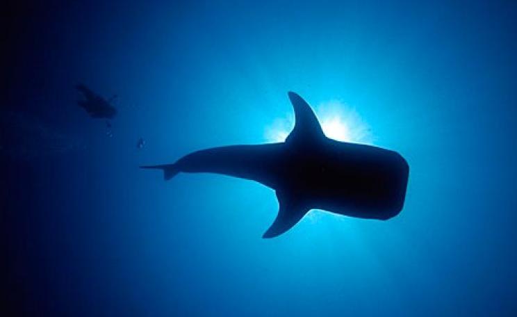 Whale shark and diver. Photo: Robin Hughes via Flickr.