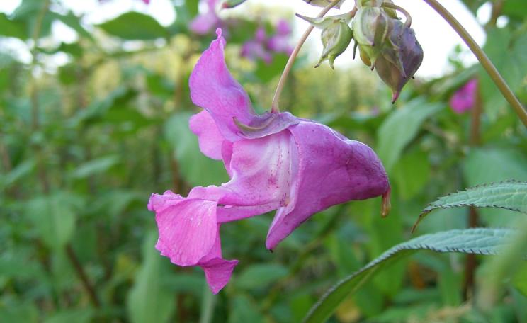 The familiar and attractive flower of Himalayan balsam could be about to get a whole lot less common in the UK. Photo: CABI.
