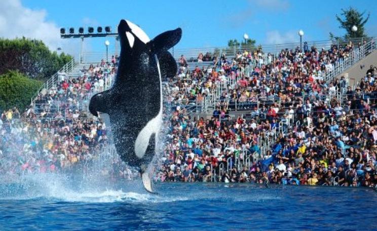 Shamu show with Orcas in San Diego's Sea World Photo: Wikimedia Commons.