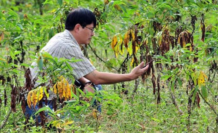 CIAT cassava specialist Dr. Tin Maung Aye studies cassava crops in NE Thailand, affected by pest and disease outbreaks. Photo: Neil Palmer (CIAT) / Wikimedia Commons.