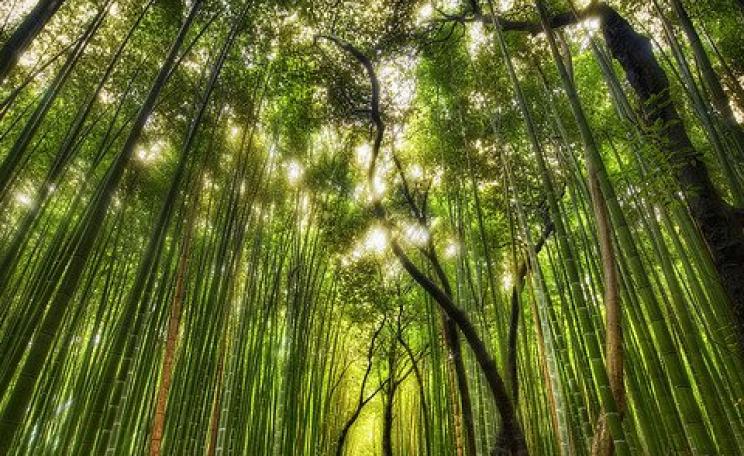 A forest of giant bamboo near Kyoto, Japan. Photo: Trey Ratcliff via Flickr.