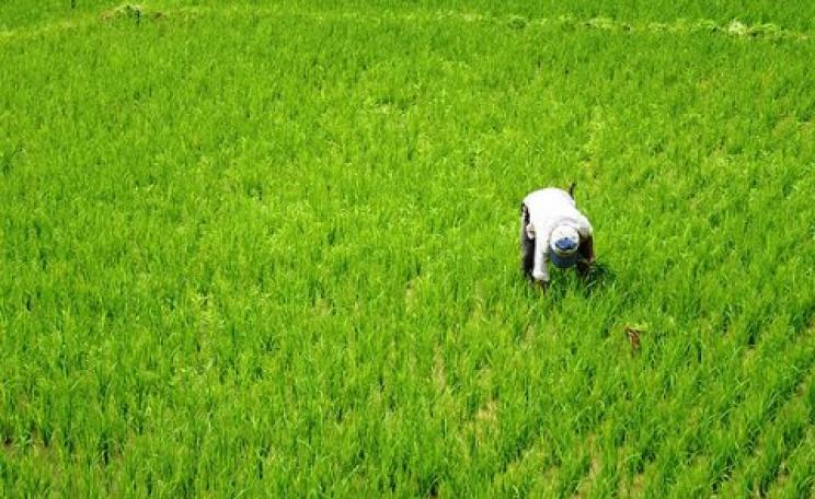 The rice harvest in Bicol Region, Philippines. Photo: α is for äpΩL † via Flickr.