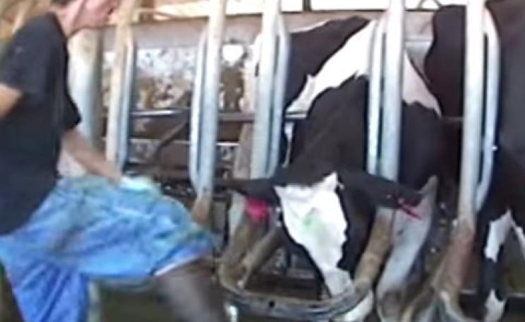 Still from the Mercy for Animals video of Bettencourt Dairy, Idaho.